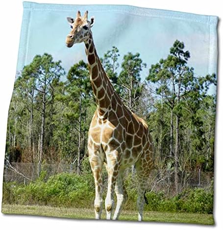 3dRose Florene Hayvanlar - Zürafa Açık Havada-Havlular (twl-47856-1)