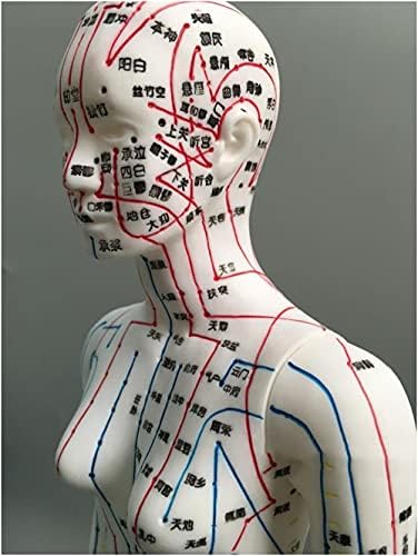 Meridyen Noktaları ile insan vücudunun 48 cm kadın akupunktur modeli, Yüksek Quatity insan Meridyen Modeli, Akupunktur