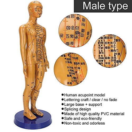 İnsan Vücudu Akupunktur Modeli, Bakır Renk Kadın Erkek Vücut Başlayanlar, Meridyenleri Akupunktur Akupunktur İçin